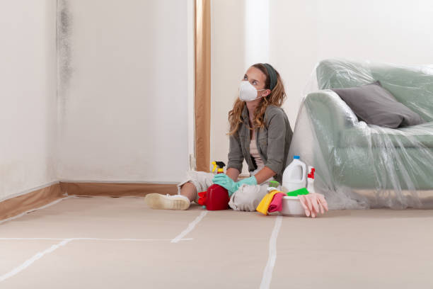 Reliable Mold Remediation contractor in Riverview, MI by Cheap Mold Removal