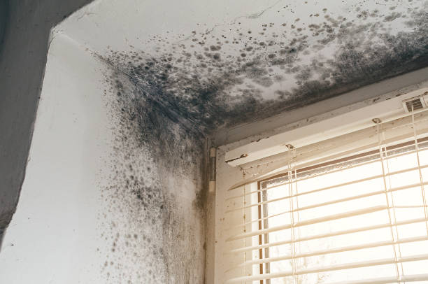 Affordable Mold Remediation solutions in Riverview, MI